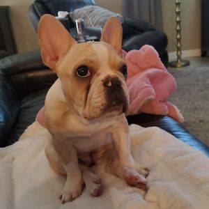 Meet your Posher, Lilia